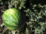 Produção de melancia continua em expansão no Tocantins