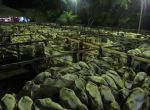 Nova Xavantina - Mais de 2.000 animais foram comercializados no Leilão Facchini  e convidados
