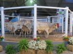 Nova Xavantina - Mais de 2.000 animais foram comercializados no Leilão Facchini  e convidados