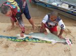 Equipe Carajás de Cáceres vence o 1º Festival de Pesca Esportiva de São Felix do Araguaia
