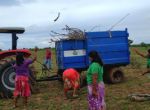 Com assistência da Empaer, indígenas plantam arroz e milho para atender 14 aldeias em MT