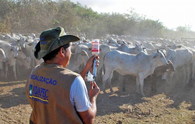 Pecuaristas da Ilha do Bananal se preparam para vacinação contra aftosa