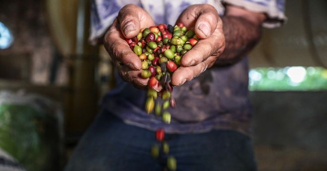 Produção de café em Mato Grosso aumenta 102% em quatro anos