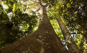 AMAZÔNIA - Mais da metade das espécies de árvores pode estar ameaçada, diz novo estudo