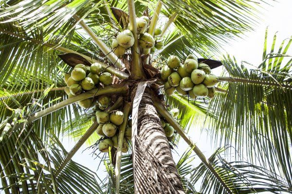 Cultivo do coco vira possibilidade para produtores de Mato Grosso