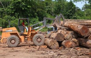 Desmatamento faz com que municípios da região amazônica liderem a emissão de gases do efeito estufa no País