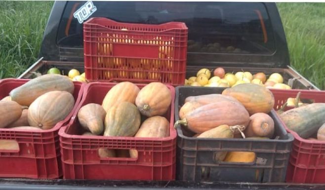 Distribuição de alimentos a estudantes beneficia agricultores familiares de Porto Alegre do Norte