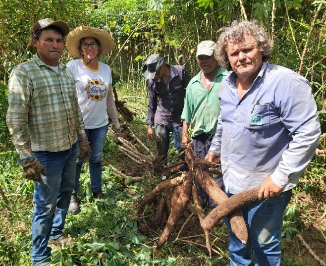 Alternativa de Produção -  Empaer avalia cultivares de mandioca para selecionar as mais produtivas aos agricultores familiares