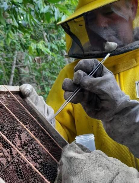Indea orienta produtores a registrarem apiários e informar casos suspeitos de Cria Pútrida Européia