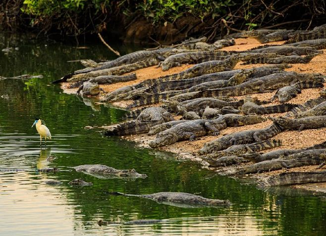 Confira o que o Governo de Mato Grosso fez e está fazendo para preservar os animais do Pantanal