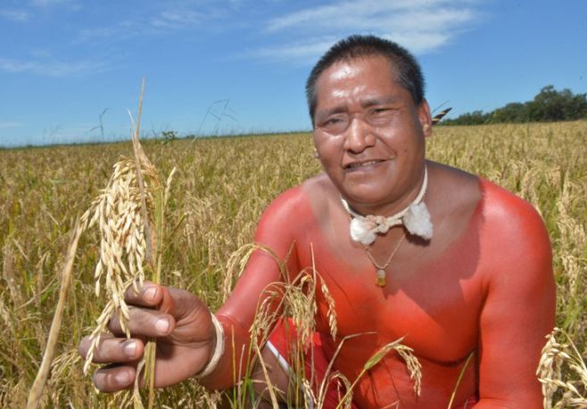 No Mato Grosso, indígenas Xavante colhem mais de 100 toneladas de arroz