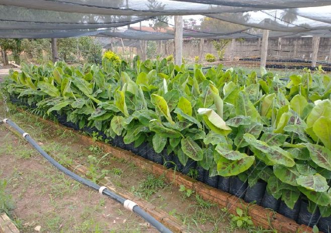 Parceria viabiliza plantação de banana em unidade de referência tecnológica em Comodoro