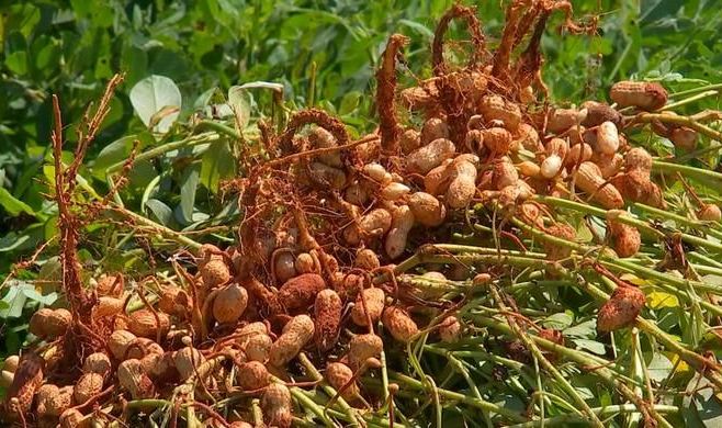 Programa de incentivo da Sedec contribui para produção de amendoim em Mato Grosso