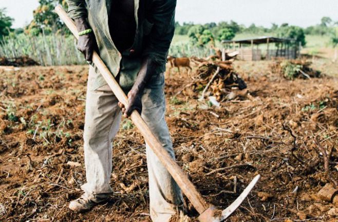 Trabalhador rural tem vínculo de emprego reconhecido após 24 anos na fazenda