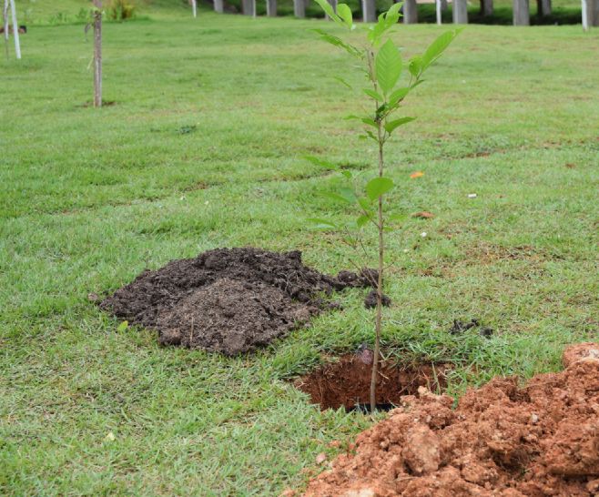 Dia do Meio Ambente - Grupo Petrópolis distribuirá 3.200 mudas de árvores em Cuiabá