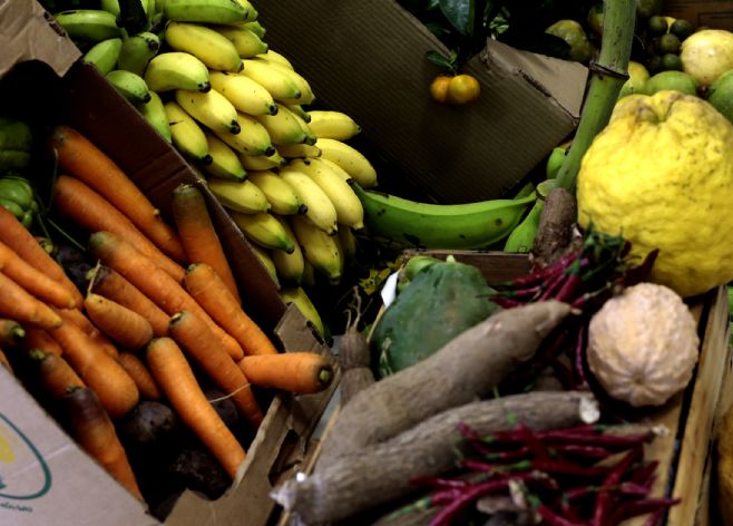 Agricultura familiar - Pequenos produtores representam 75% dos associados do Sicredi nas regiões Centro-Oeste e Norte