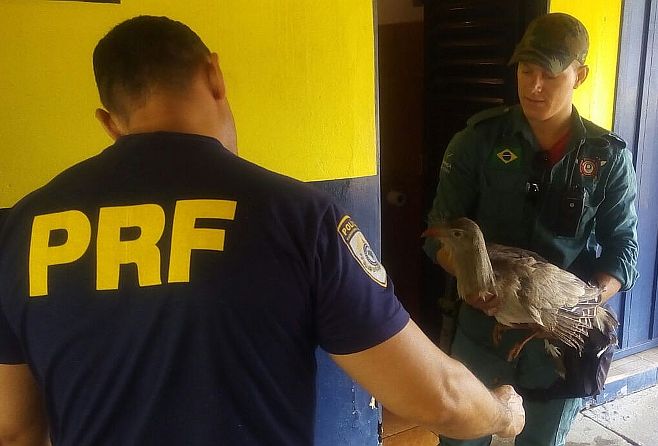 PRF resgata animal silvestre atropelado na BR-158 em Barra do Garças