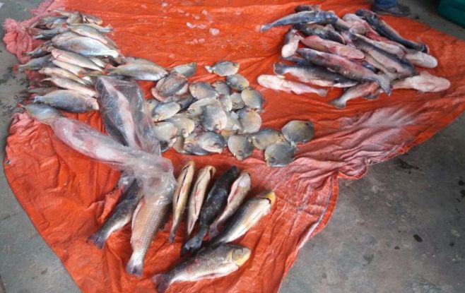 Em oito meses, fiscalização apreende 3,3 toneladas de pescado ilegal em MT