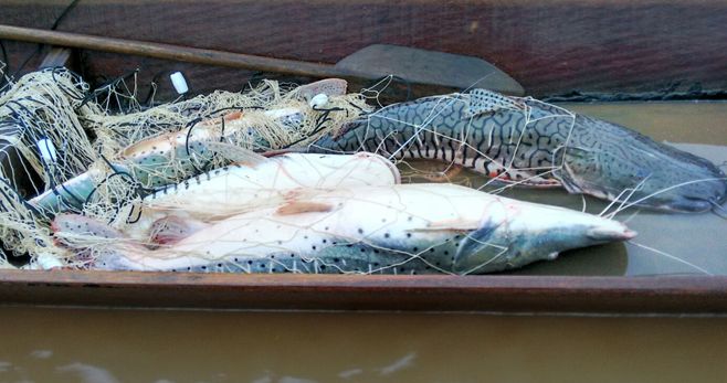 Em três meses  fiscalização da Sema apreende 1,9 tonelada de pescado irregular