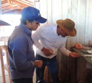 Municípios do Araguaia recebem curso de inseminação artificial em bovinos em janeiro