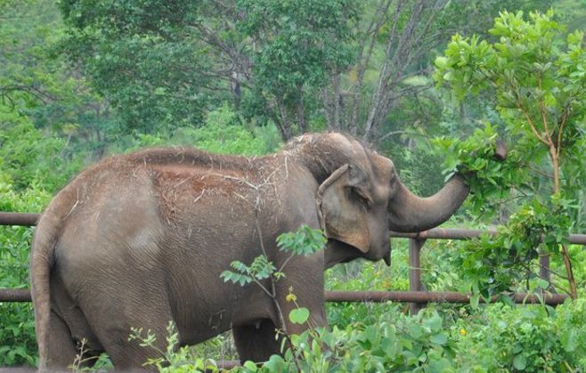 Chapada dos Guimarães - Elefantas resgatadas de circo voltam à natureza após 40 anos em cativeiro