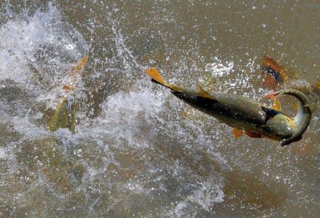 Fim da Piracema - Pesca é liberada nos rios de MT