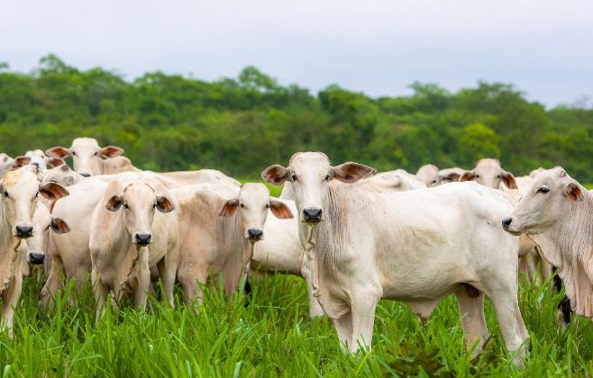 434 animais - Sesp realiza leilão de gado apreendido em ações de combate ao tráfico de drogas