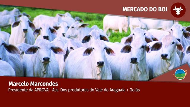 Com escalas longas, frigoríficos do Vale do Araguaia ficarão mais 'confortáveis' a partir de 20/11 com a saída do confinamento