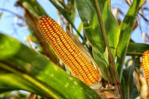 IBGE prevê safra recorde de grãos em 2022; produção será puxada pela recuperação da safra de milho