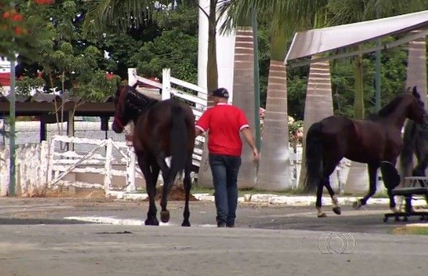 Mais dois cavalos são diagnosticados com mormo, em GO