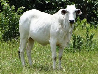 Mato Grosso lidera exportações de carne bovina no país