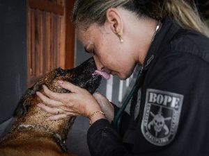 Polícia Militar capacita policiais para trabalho com cães